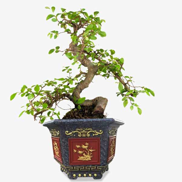 Chậu cảnh bonsai lục giác 70 đẹp