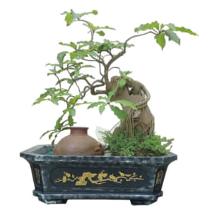 Chậu cảnh xi măng chữ nhật 45 vát góc trồng cây bonsai