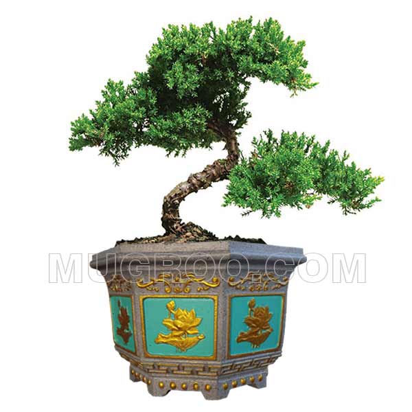 Chậu xi măng bát giác 40 trồng bonsai cây kiểng nhỏ