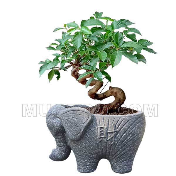 Chậu bonsai cây sung con voi bằng xi măng đẹp