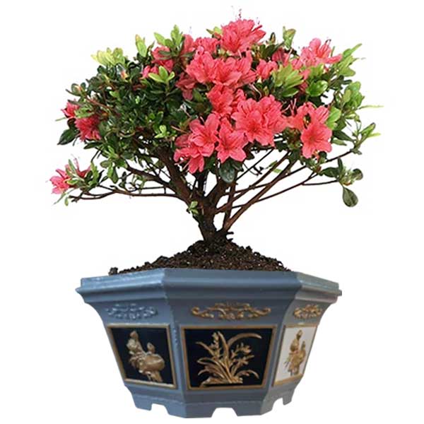 Chậu cảnh bát giác 55 trồng hoa bonsai