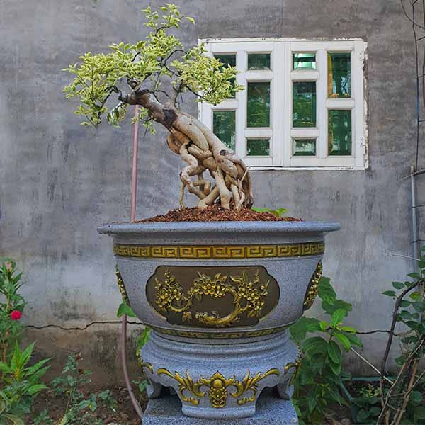 Chậu cảnh tròn 60 trồng bonsai cây kiểng