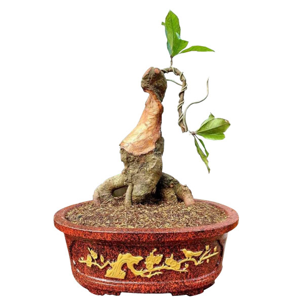 Chậu cảnh bonsai hình bầu dục tính thẩm mỹ cao