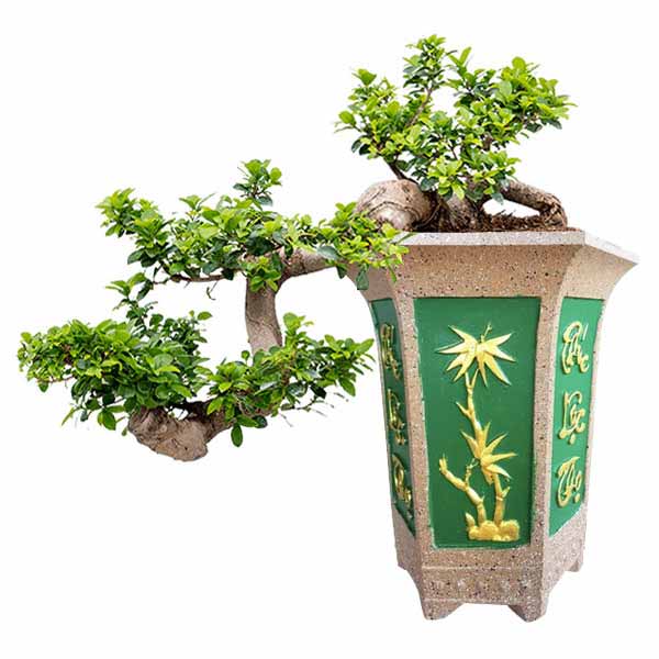 Chậu ống lục giác trồng bonsai dáng huyền