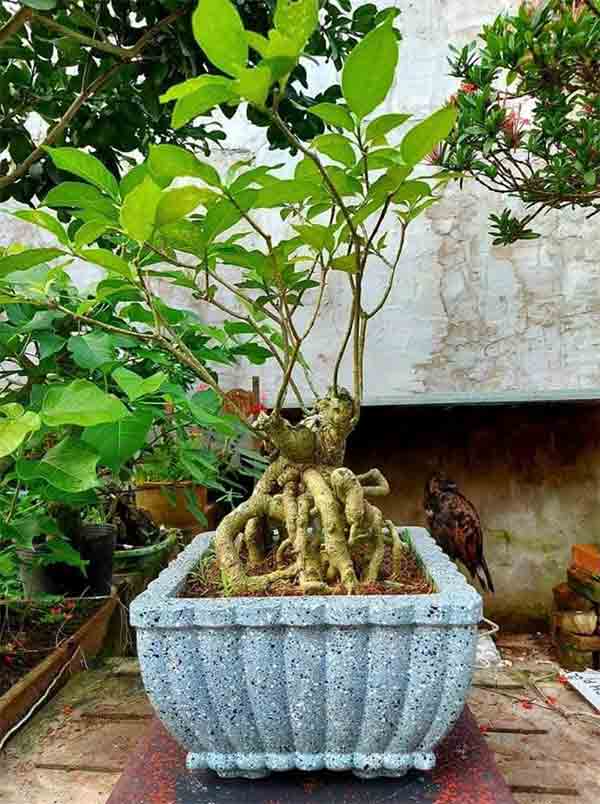 Chậu vuông vỏ sò 30 trồng bonsai tạo dáng đẹp