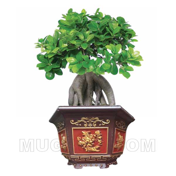 Trồng cây cảnh bonsai nhỏ trong chậu bát giác 30 mini