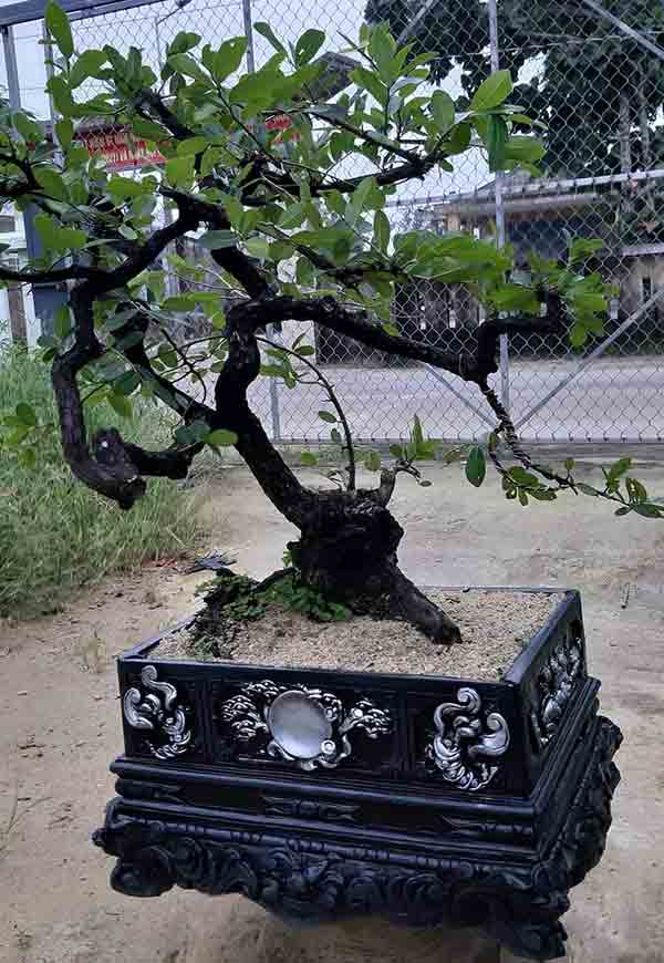 Chậu bể khánh mini 54 trồng cây bonsai tạo dáng