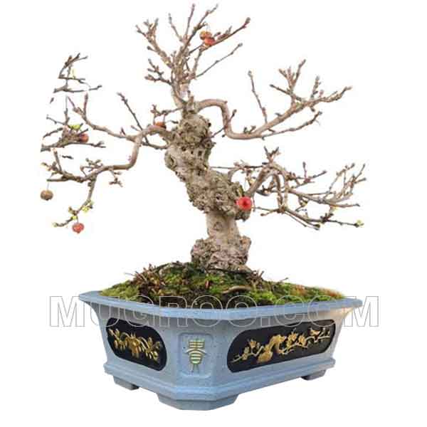 Chậu cảnh xi măng trồng bonsai chữ nhật 55 vát góc