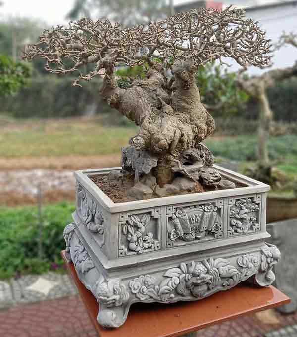 Chậu bonsai xi măng chữ nhật 1976