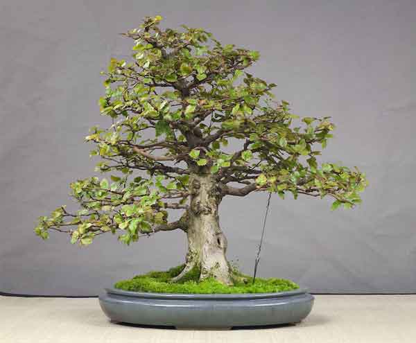 Chậu cảnh bonsai tạo dáng thế cây đẹp